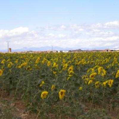 Campo de girasoles